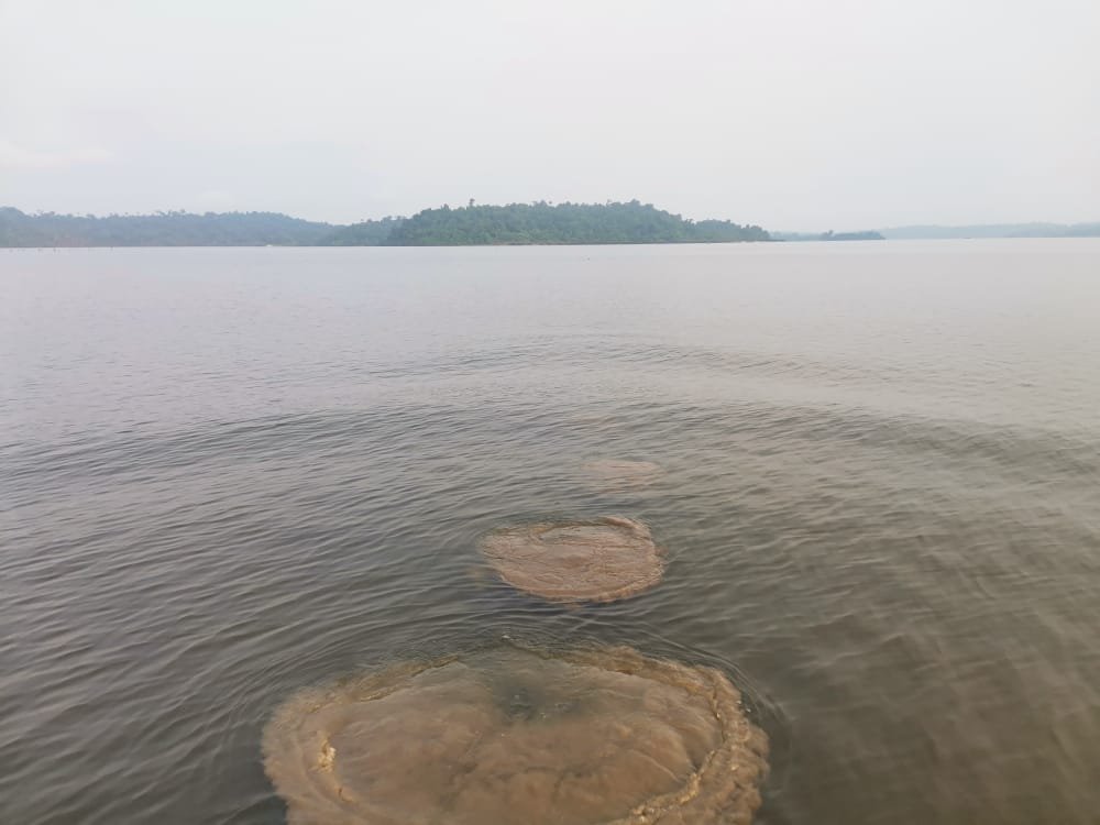 Conservation of the African manatee of the Lake Ossa